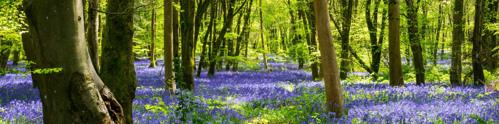 woodland